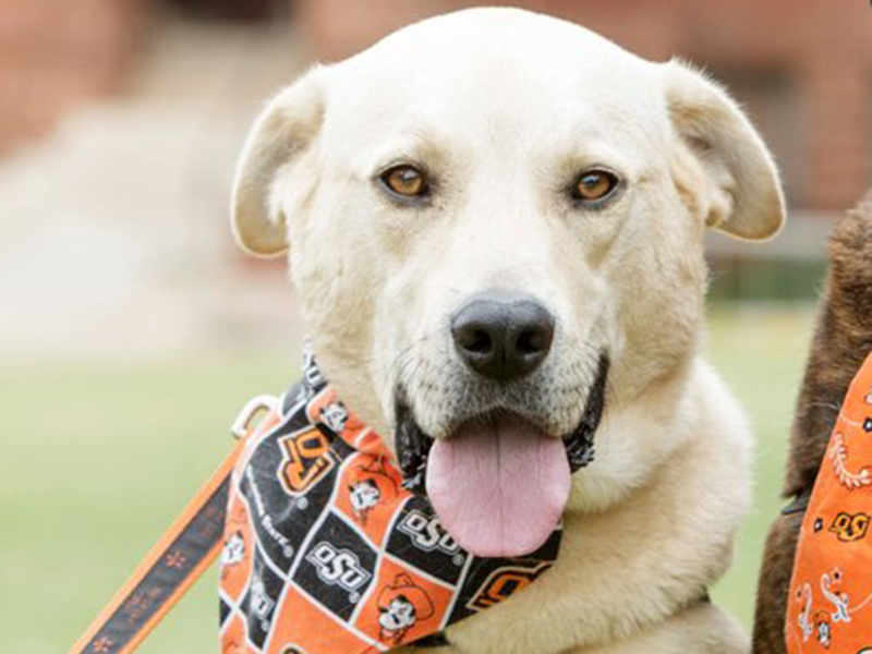 Darwin Portrait Darwin, a small yellow Labrador Retriever, wears an OSU bandanna.